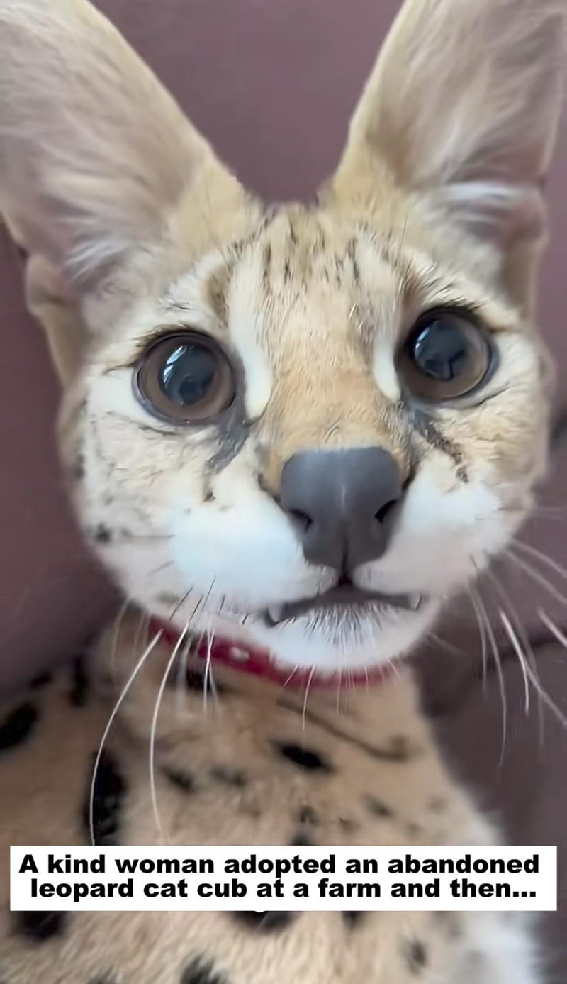 A kind woman adopted an abandoned leopard cat cub at a farm and then...