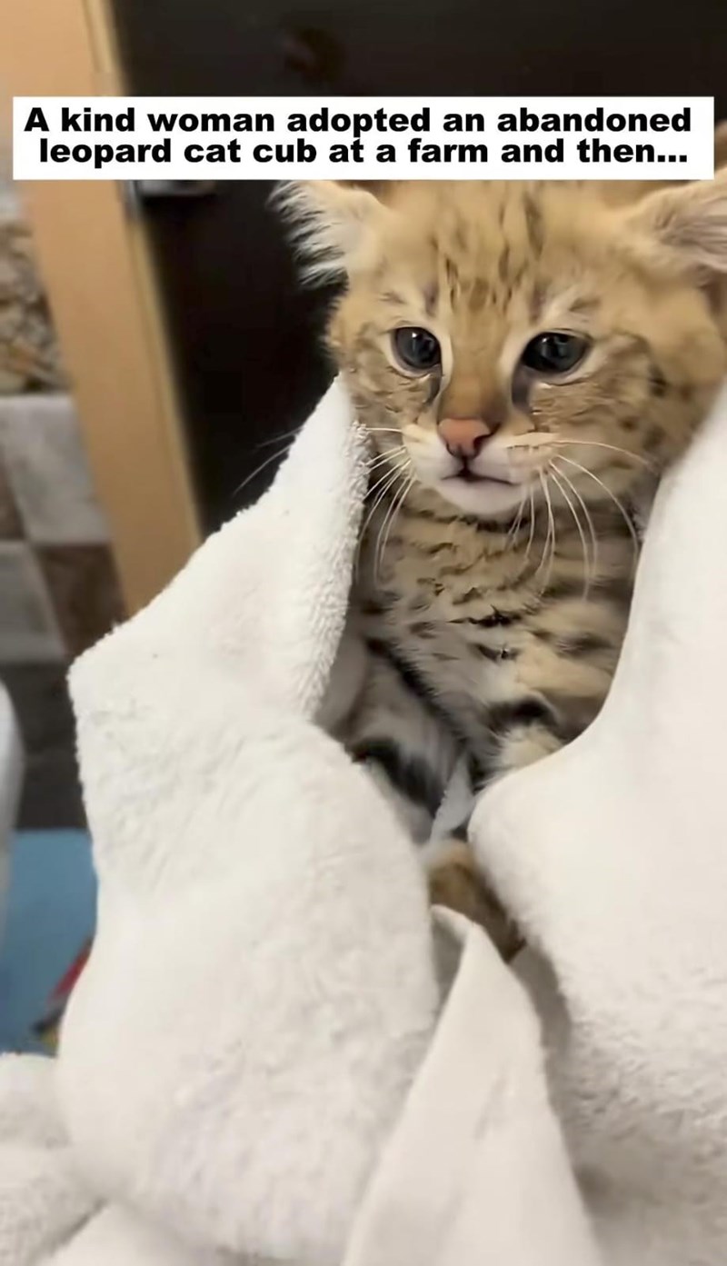 A kind woman adopted an abandoned leopard cat cub at a farm and then...