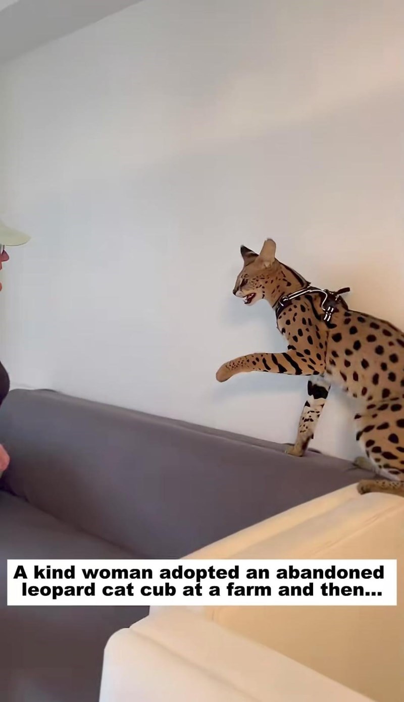 A kind woman adopted an abandoned leopard cat cub at a farm and then...