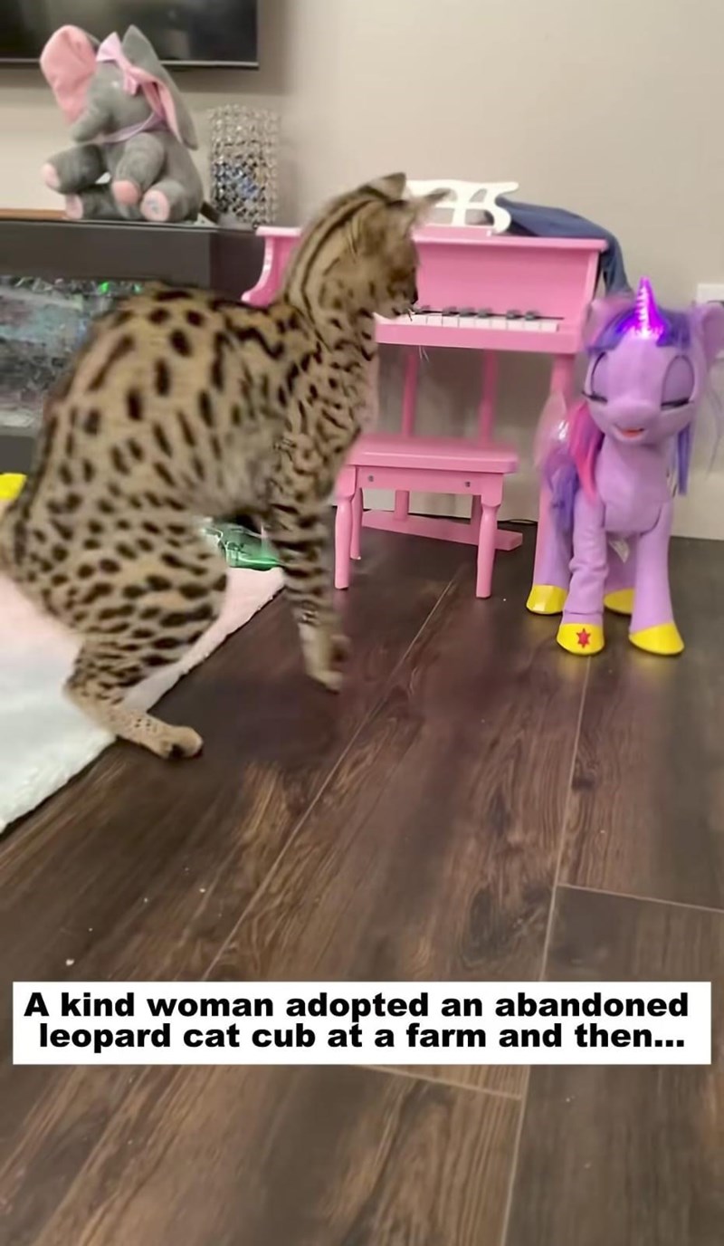 35 A kind woman adopted an abandoned leopard cat cub at a farm and then...