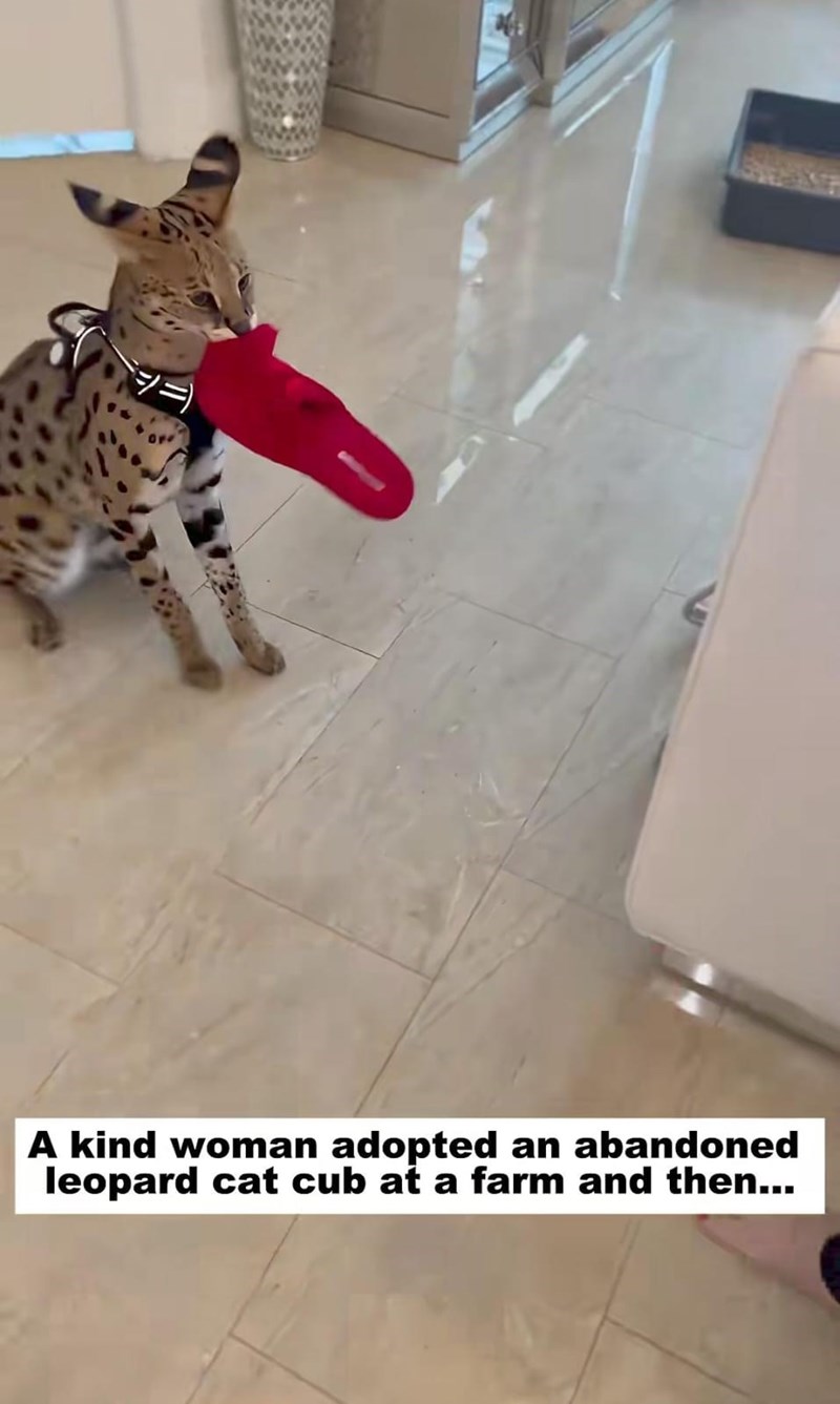 ミニ) A kind woman adopted an abandoned leopard cat cub at a farm and then...
