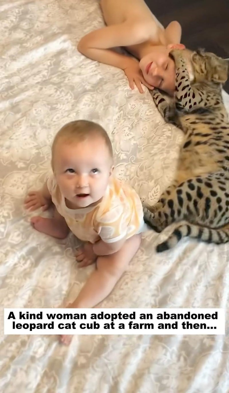 A kind woman adopted an abandoned leopard cat cub at a farm and then...