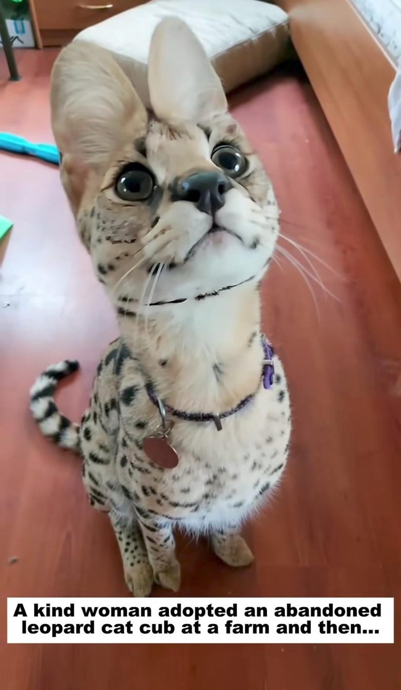 A kind woman adopted an abandoned leopard cat cub at a farm and then...