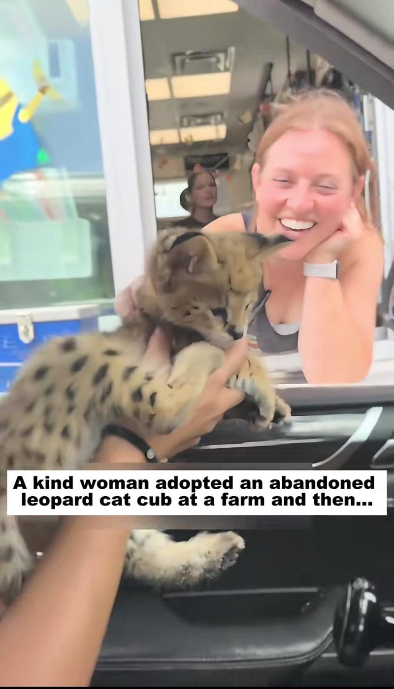A kind woman adopted an abandoned leopard cat cub at a farm and then...