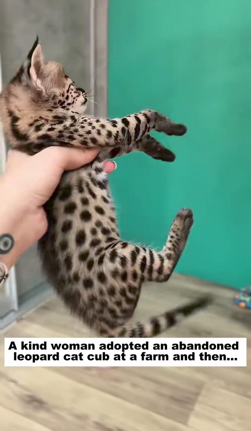 A kind woman adopted an abandoned leopard cat cub at a farm and then...