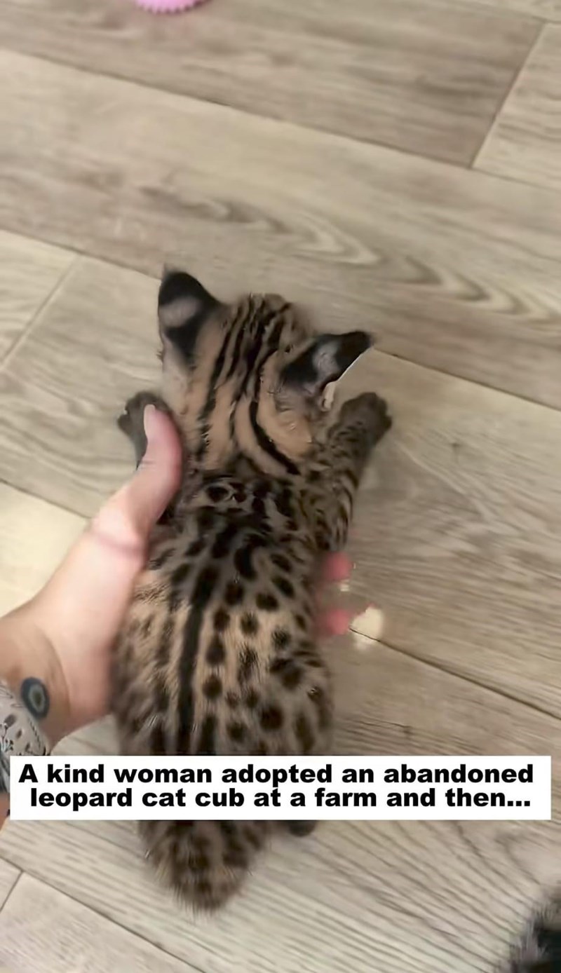 A kind woman adopted an abandoned leopard cat cub at a farm and then...