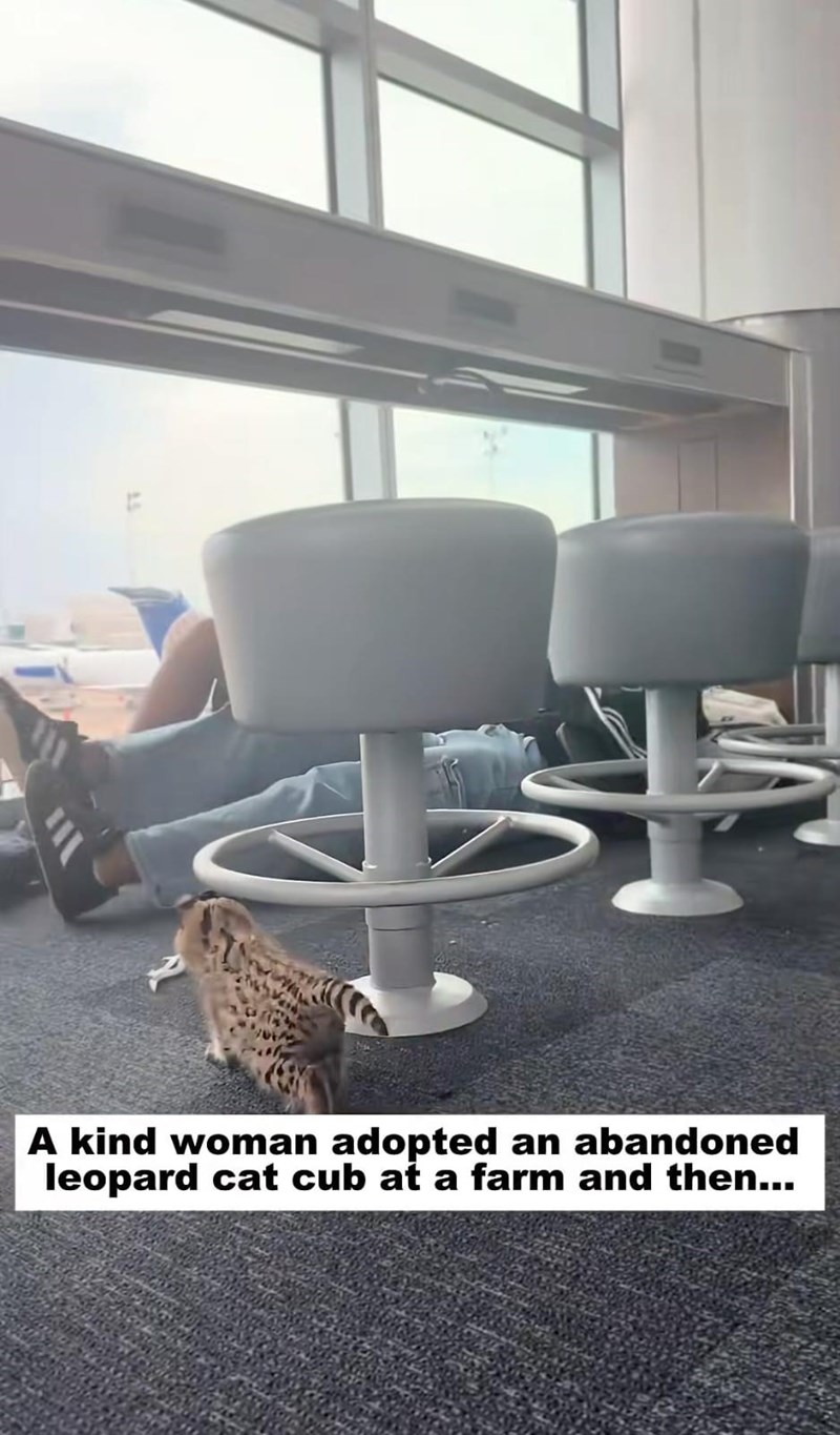 A kind woman adopted an abandoned leopard cat cub at a farm and then...