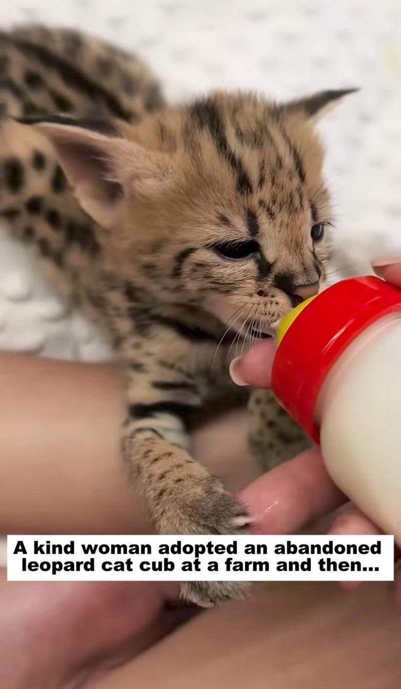A kind woman adopted an abandoned leopard cat cub at a farm and then...