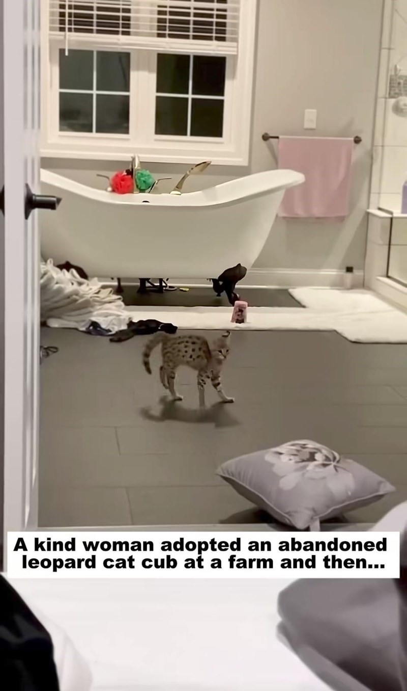 A kind woman adopted an abandoned leopard cat cub at a farm and then...