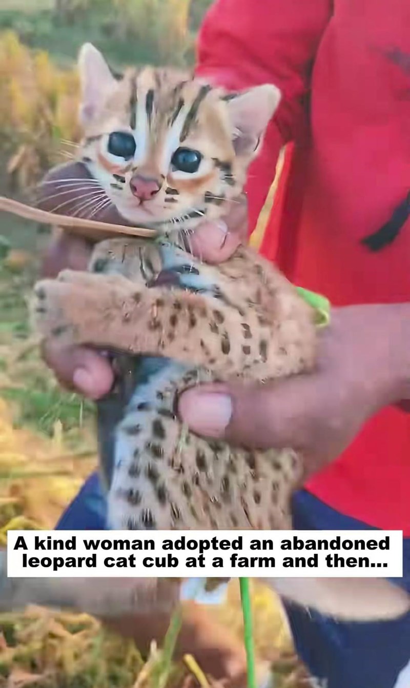A kind woman adopted an abandoned leopard cat cub at a farm and then...