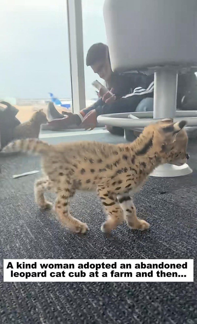 A kind woman adopted an abandoned leopard cat cub at a farm and then...