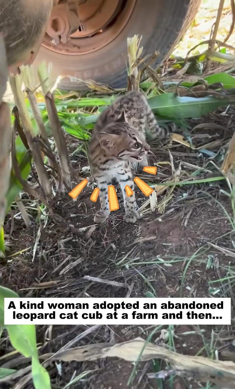 A kind woman adopted an abandoned leopard cat cub at a farm and then...