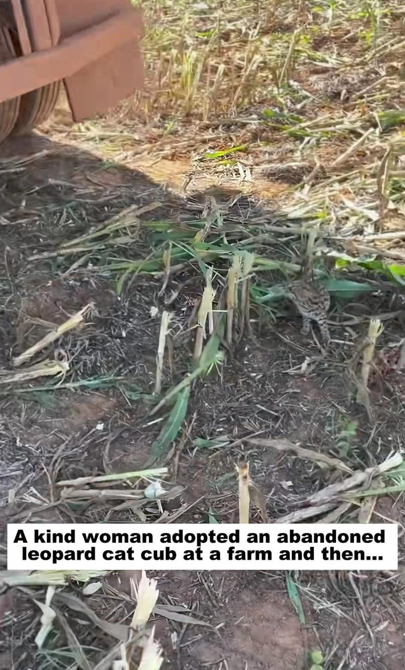 A kind woman adopted an abandoned leopard cat cub at a farm and then...