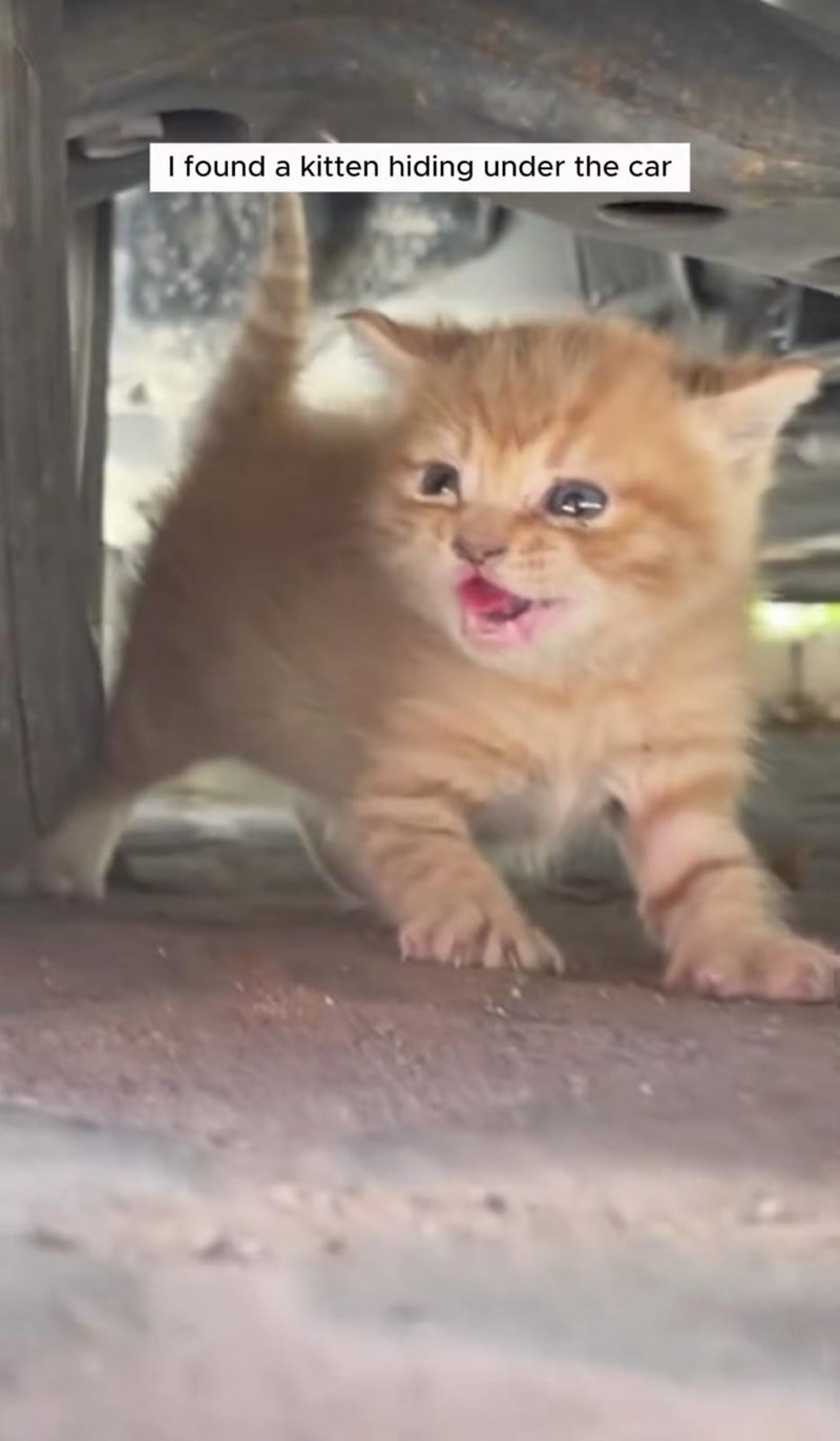 I found a kitten hiding under the car