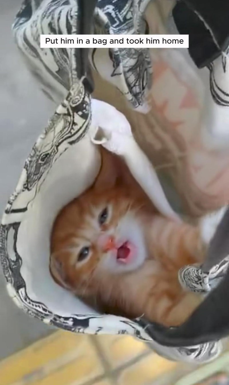 Put him in a bag and took him home