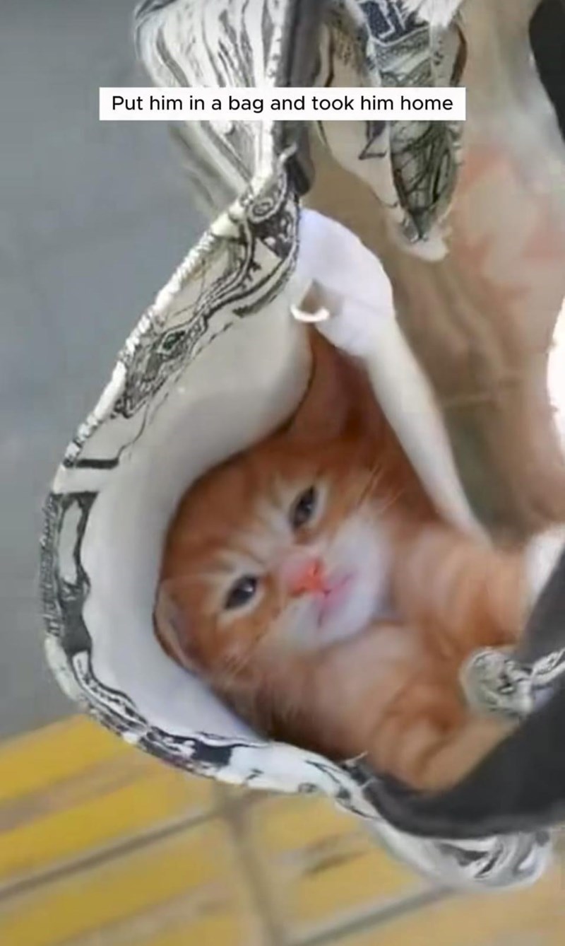 Put him in a bag and took him home
