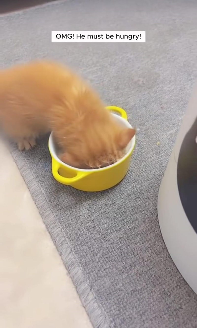 OMG! He must be hungry!