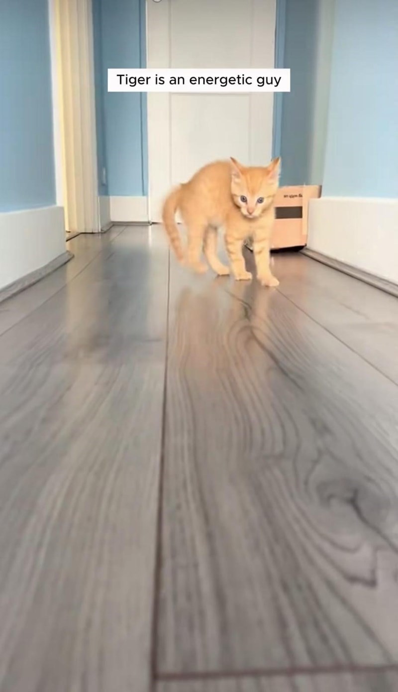 Tiger is an energetic guy