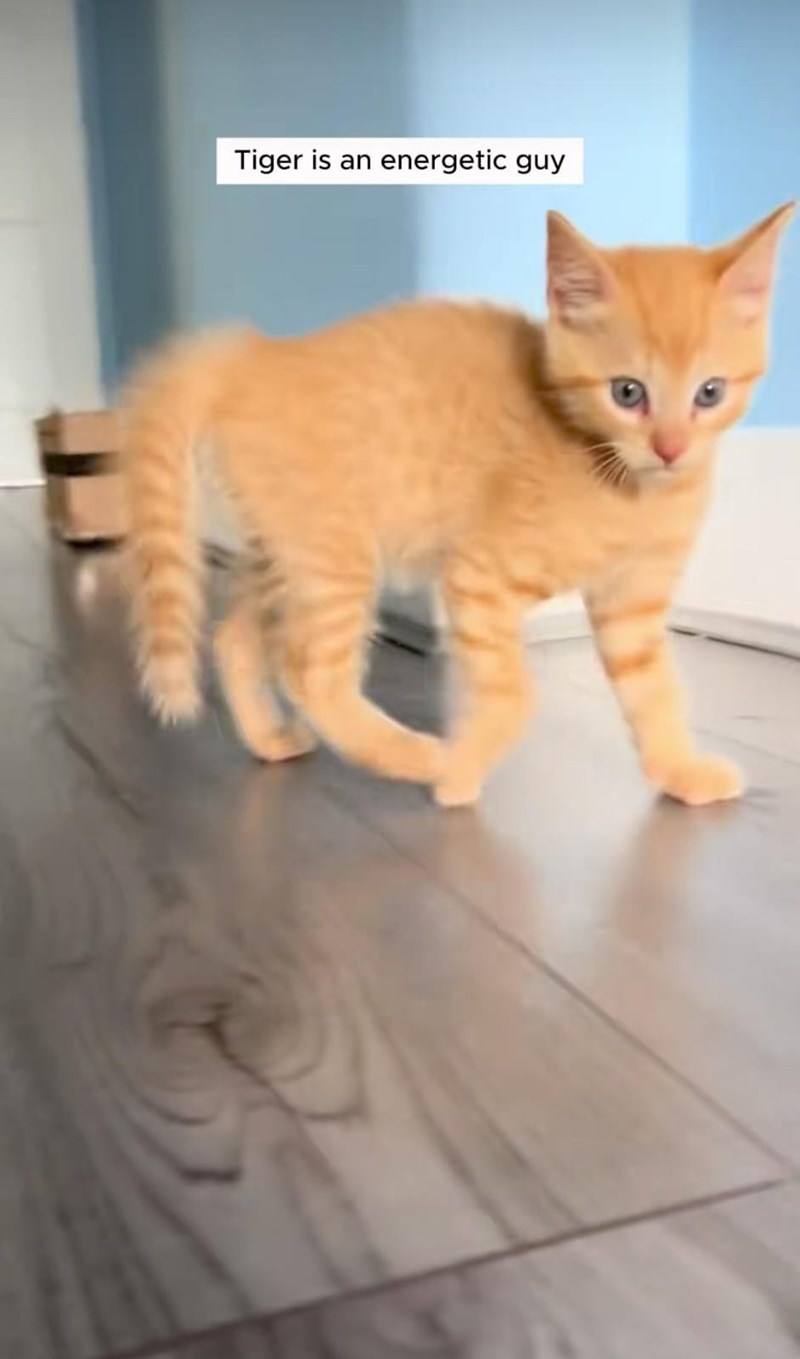 Tiger is an energetic guy