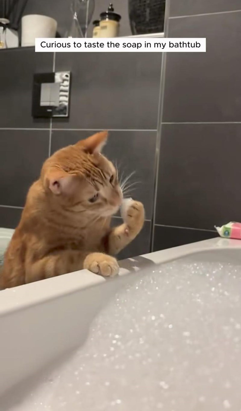 Curious to taste the soap in my bathtub