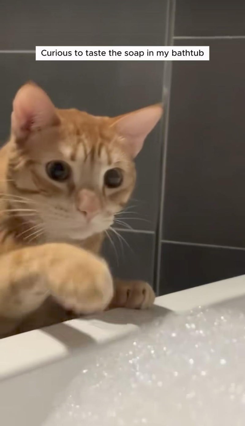 Curious to taste the soap in my bathtub