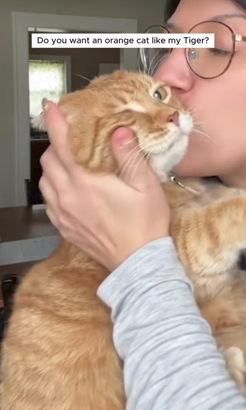 Do you want an orange cat like my Tiger?