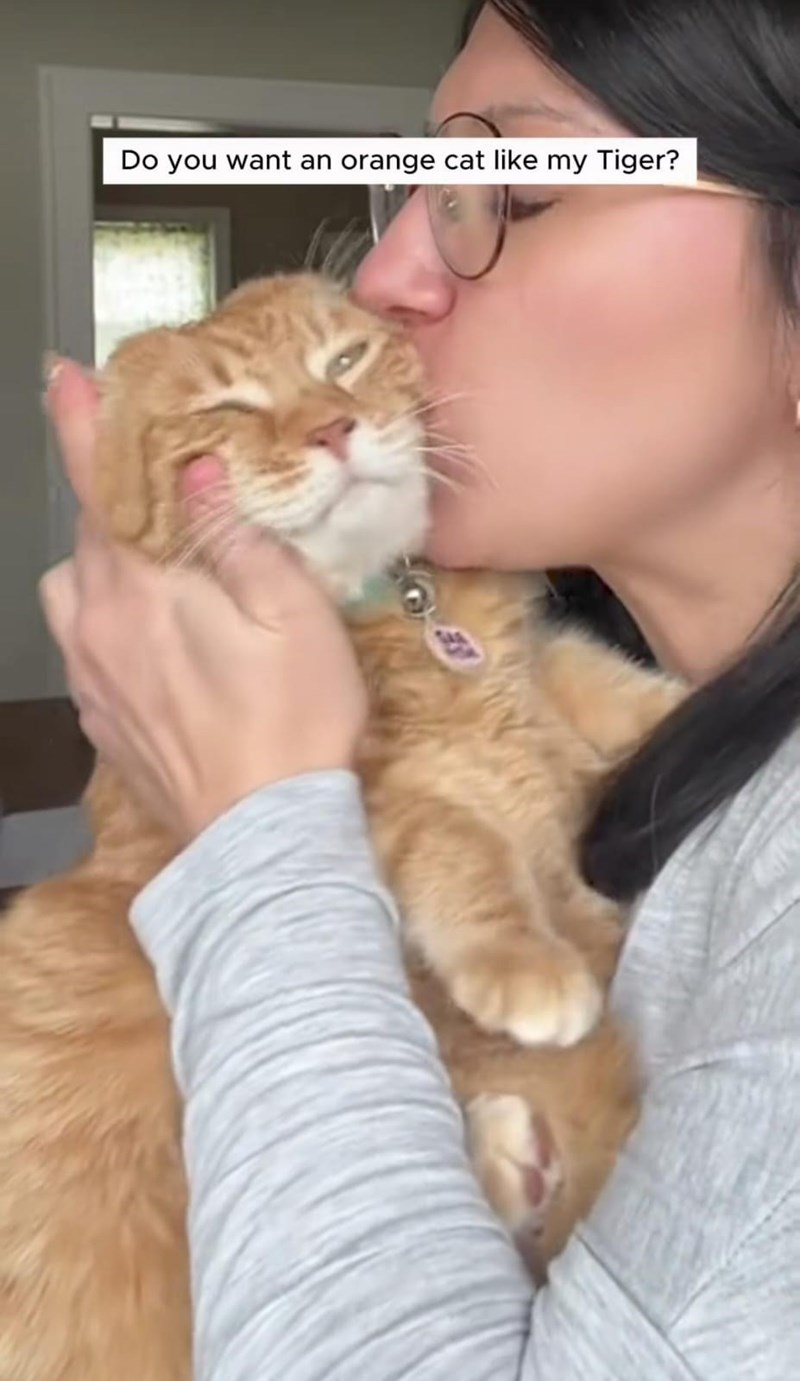Do you want an orange cat like my Tiger?