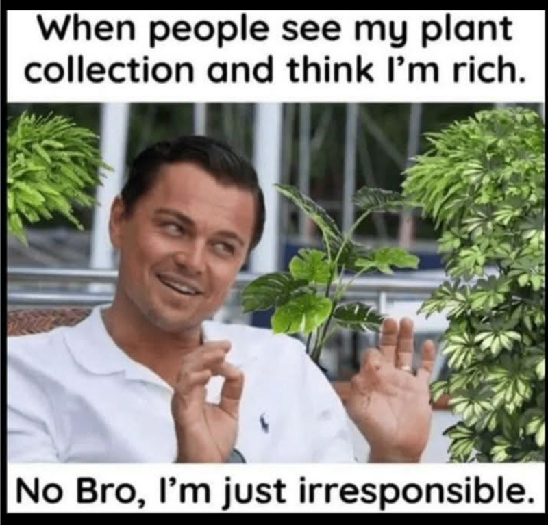 When people see my plant collection and think I'm rich. No Bro, I'm just irresponsible.
