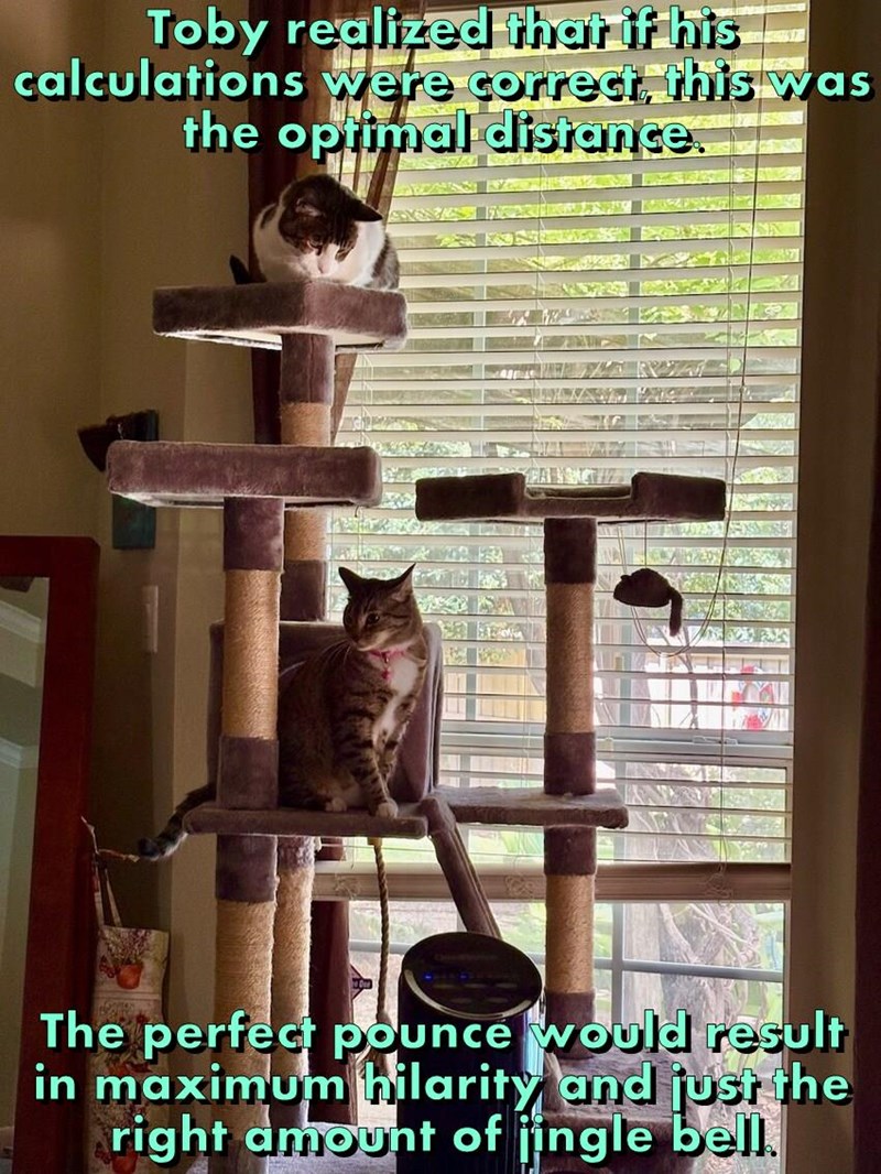Toby realized that if his calculations were correct, this was the optimal distance. The perfect pounce would result in maximum hilarity and just the right amount of jingle bell