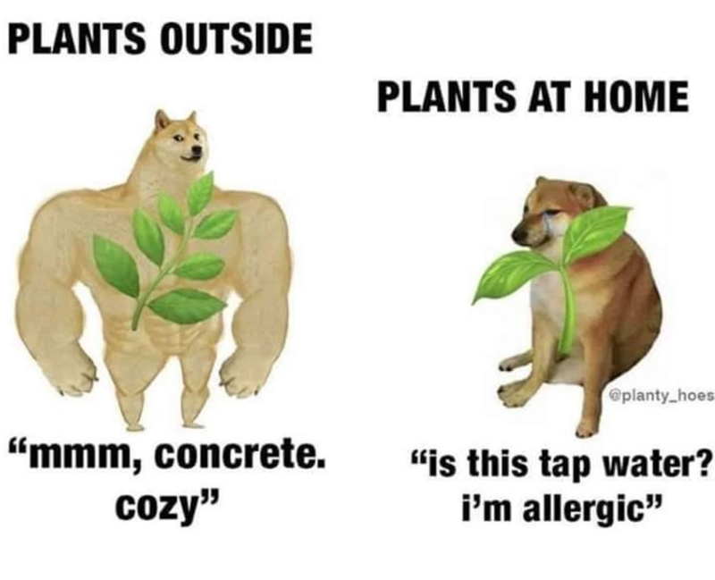PLANTS OUTSIDE PLANTS AT HOME @planty_hoes "mmm, concrete. cozy" "is this tap water? i'm allergic"