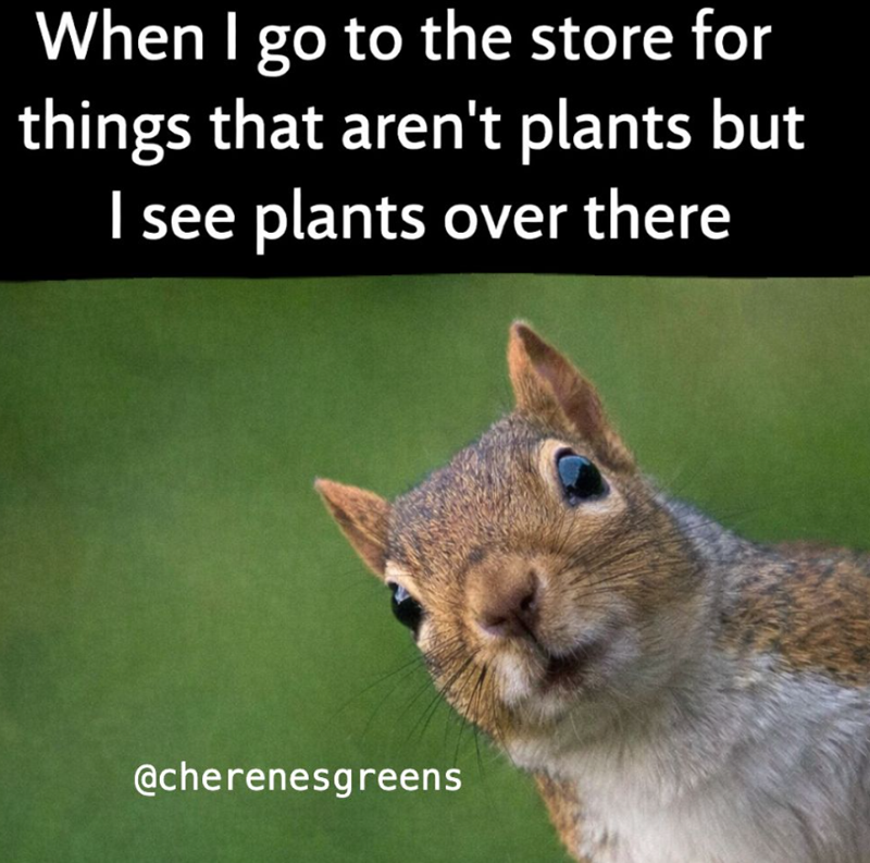 When I go to the store for things that aren't plants but I see plants over there @cherenesgreens