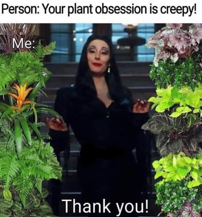 Person: Your plant obsession is creepy! Me: Thank you!