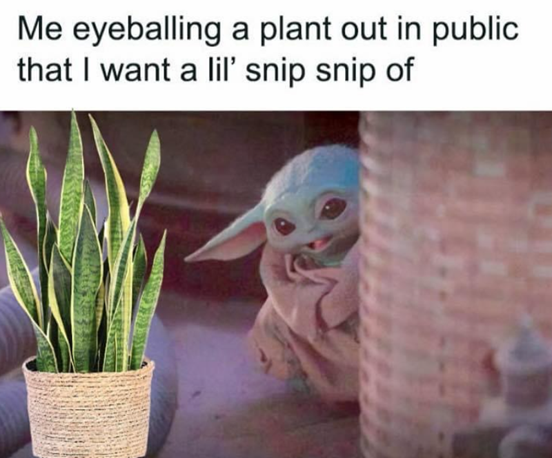 Me eyeballing a plant out in public that I want a lil' snip snip of