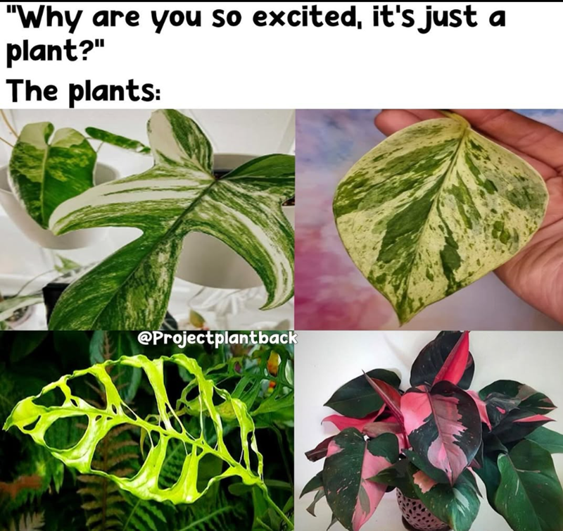 "Why are you so excited, it's just a plant?" The plants: @Projectplantback