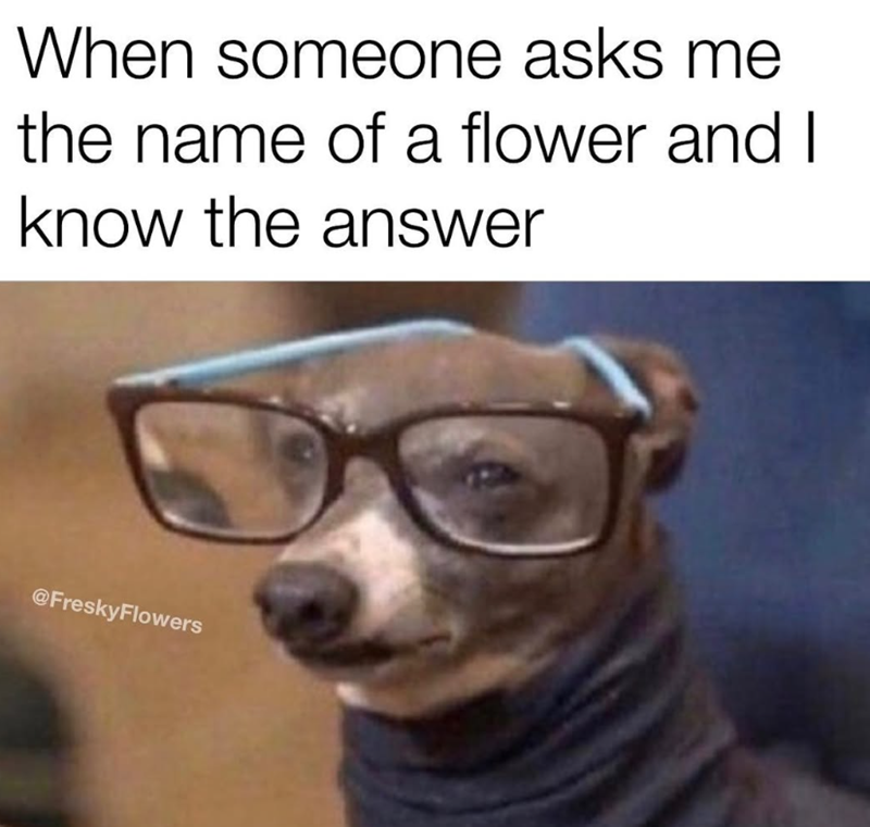 When someone asks me the name of a flower and I know the answer @FreskyFlowers