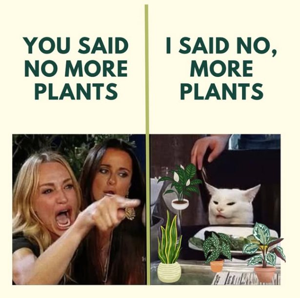 YOU SAID NO MORE PLANTS I SAID NO, MORE PLANTS