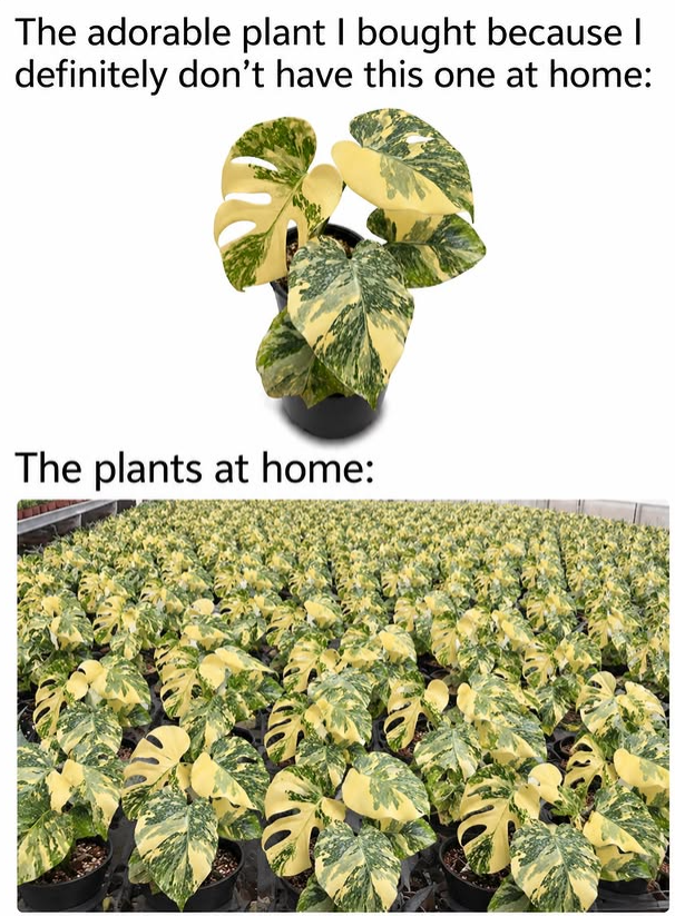 The adorable plant I bought because I definitely don't have this one at home: The plants at home: