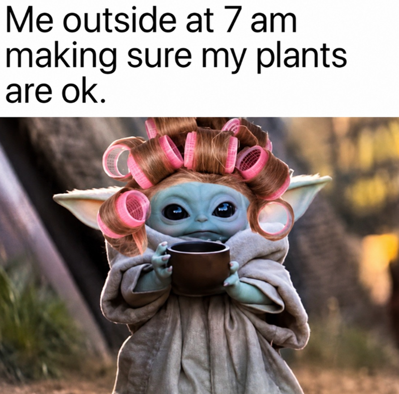 Me outside at 7 am making sure my plants are ok.