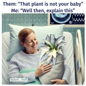 Them: "That plant is not your baby" Me: "Well then, explain this” ww @plant_vault
