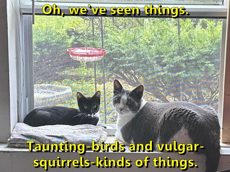 Oh, we've seen things. Taunting-birds and vulgar- squirrels-kinds of things.