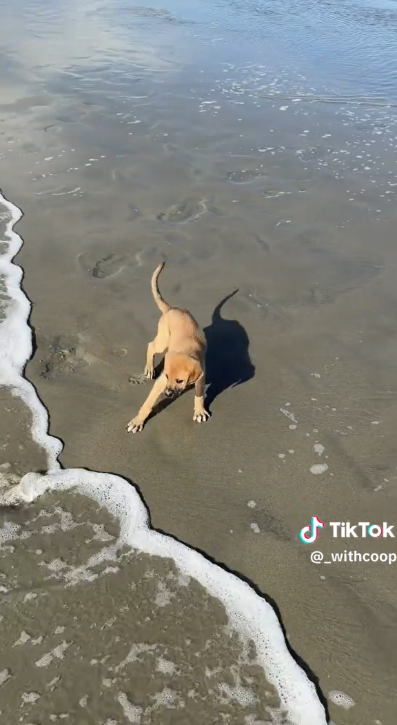 TikTok @_withcoop
