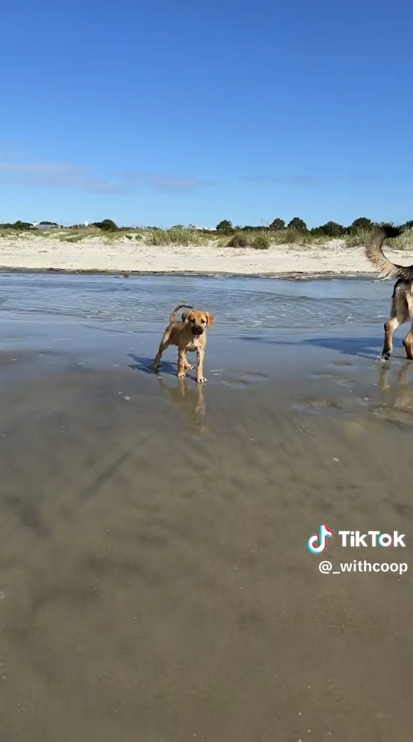 TikTok @_withcoop