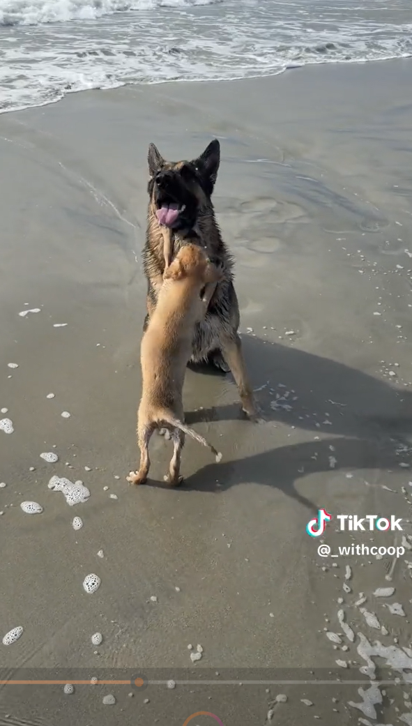 TikTok @_withcoop