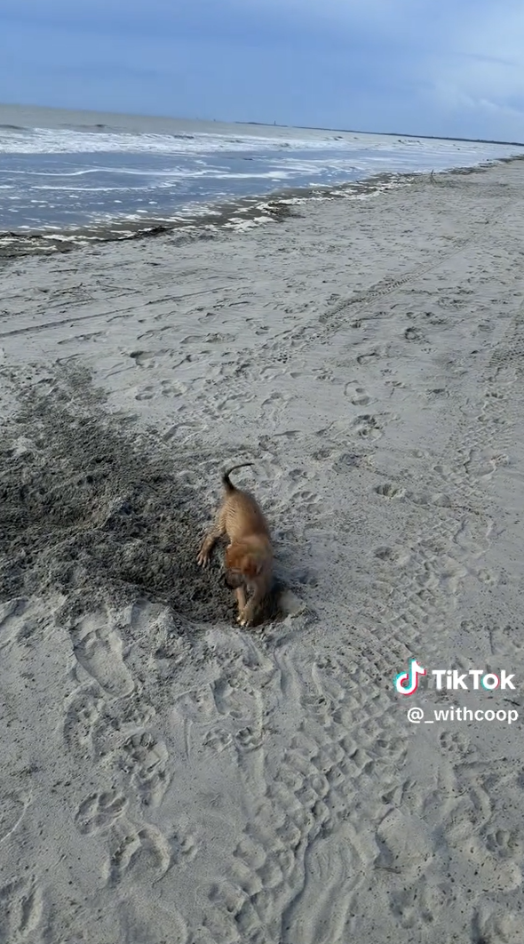 TikTok @_withcoop