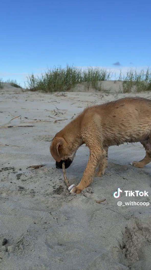 TikTok @_withcoop