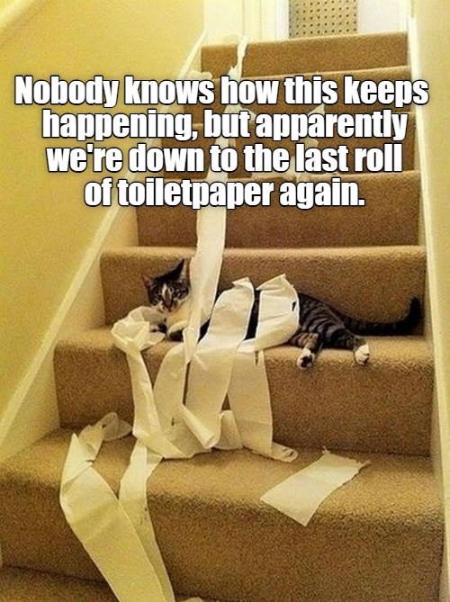 Nobody knows how this keeps happening, but apparently we're down to the last roll of toiletpaper again.