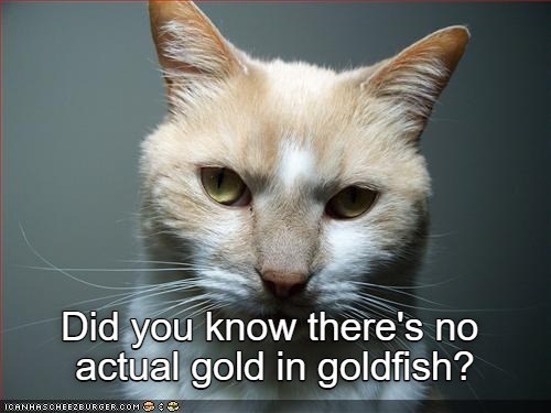 Did you know there's no actual gold in goldfish? ICANHASCHEEZBURGER.COM