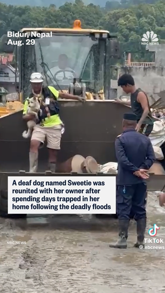 Bidur, Nepal Aug. 29 A deaf dog named Sweetie was reunited with her owner after spending days trapped in her home following the deadly floods NBC NEWS NBC NEWS مل TikTok @nbcnews