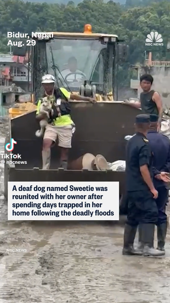 Bidur, Nepal Aug. 29 ل TikTok @nbcnews A deaf dog named Sweetie was reunited with her owner after spending days trapped in her home following the deadly floods NBC NEWS NBC NEWS