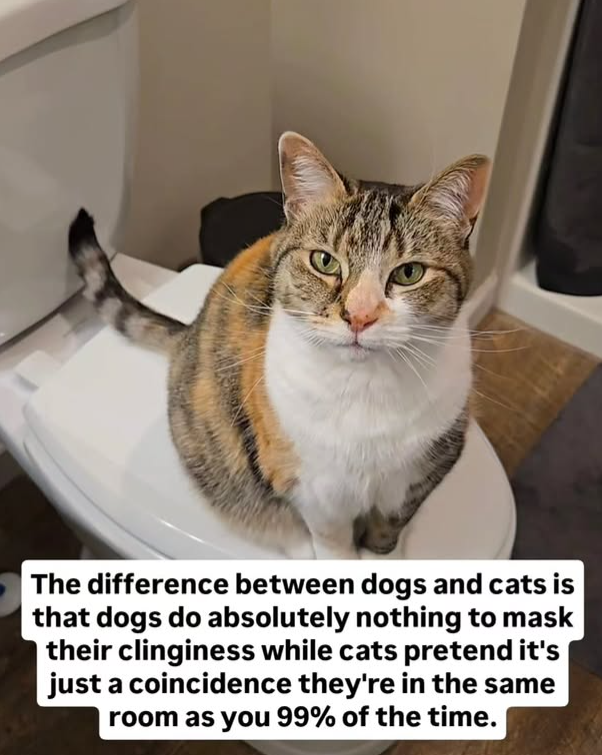 The difference between dogs and cats is that dogs do absolutely nothing to mask their clinginess while cats pretend it's just a coincidence they're in the same room as you 99% of the time.